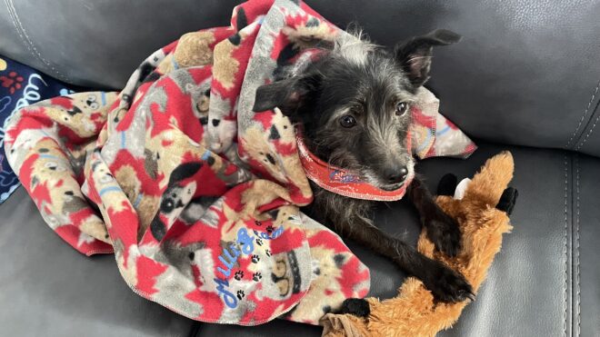 Dog Blankets - Image 5