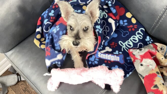 Dog Blankets - Image 4