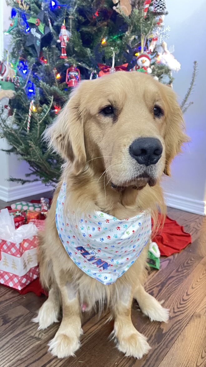 Christmas Dog Bandanas - Image 2