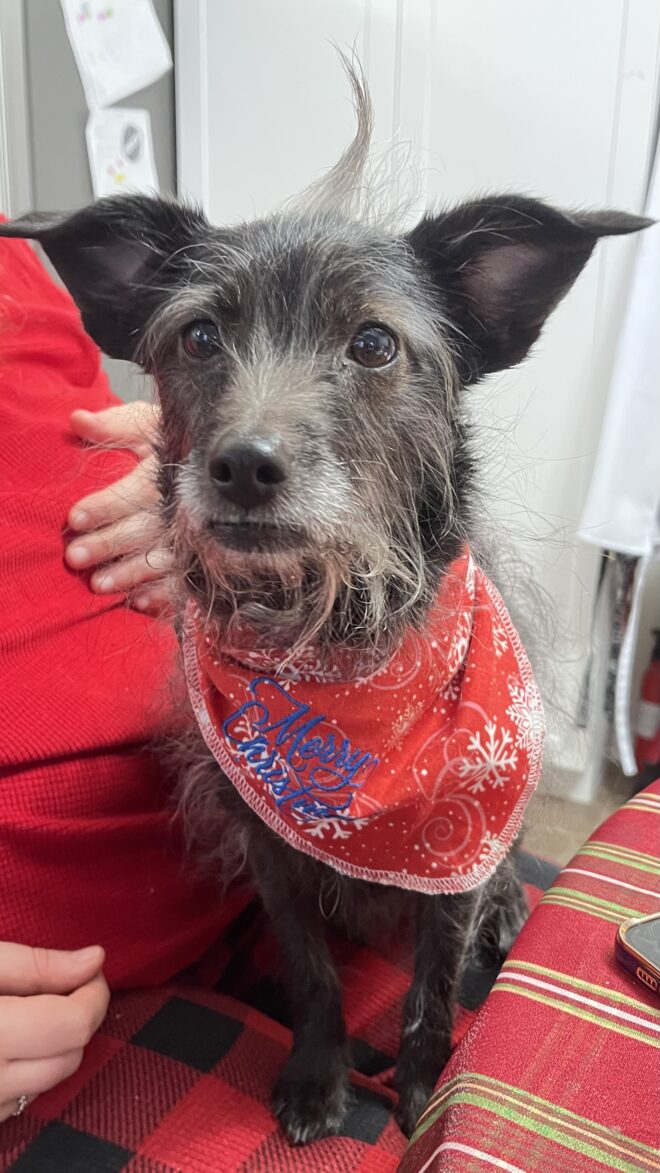 Christmas Dog Bandanas - Image 3