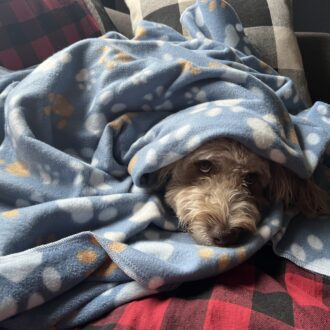 Dog Blankets