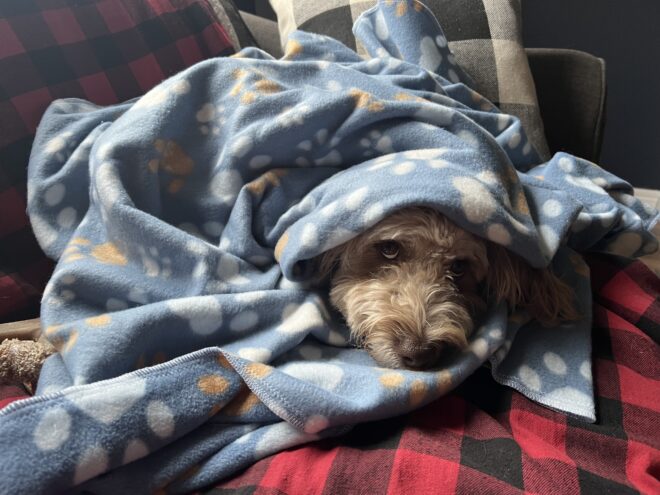 Dog Blankets